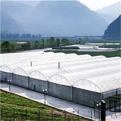 Ntau Spil Tsev Cog Khoom